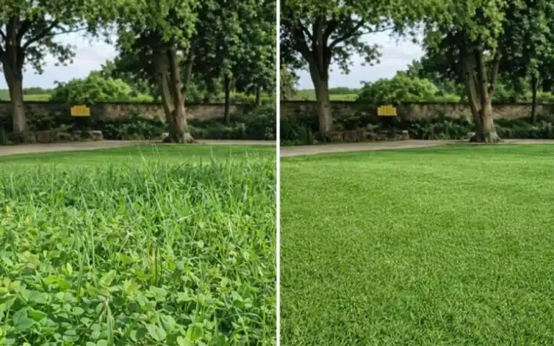 Weed-free manicured lawn