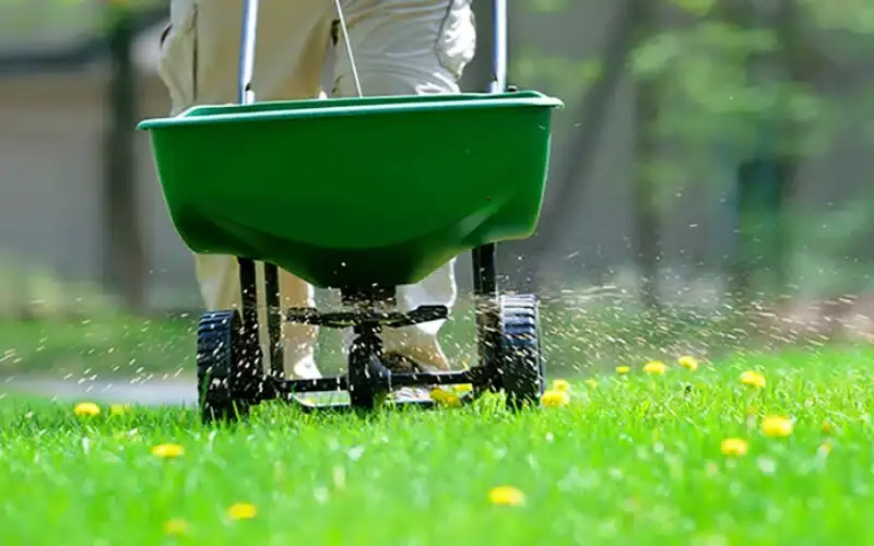 Healthy fertilized green lawn