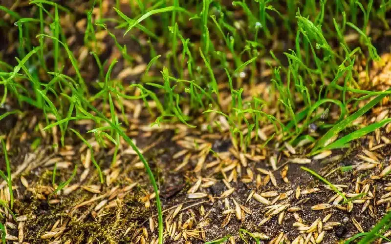 Overseeding a lawn for thicker turf