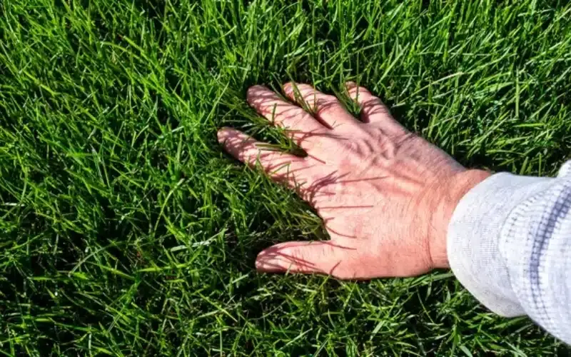 Custom lawn treatment planning