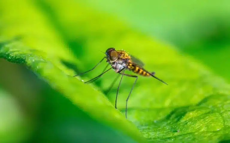 Mosquito barrier treatment around outdoor living space
