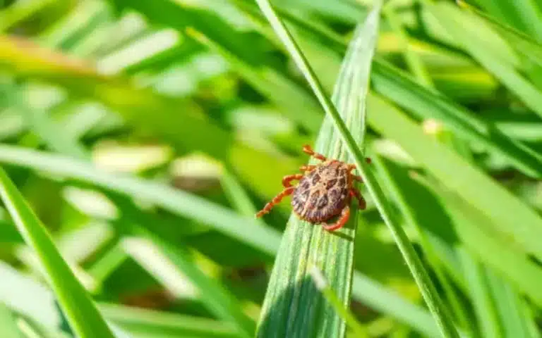Tick control treatment on a residential property
